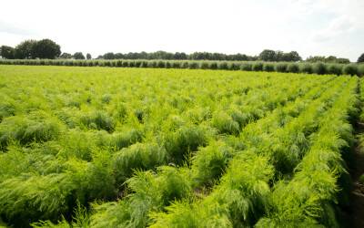 Teboza breidt haar aanbod biologische aspergeplanten uit!